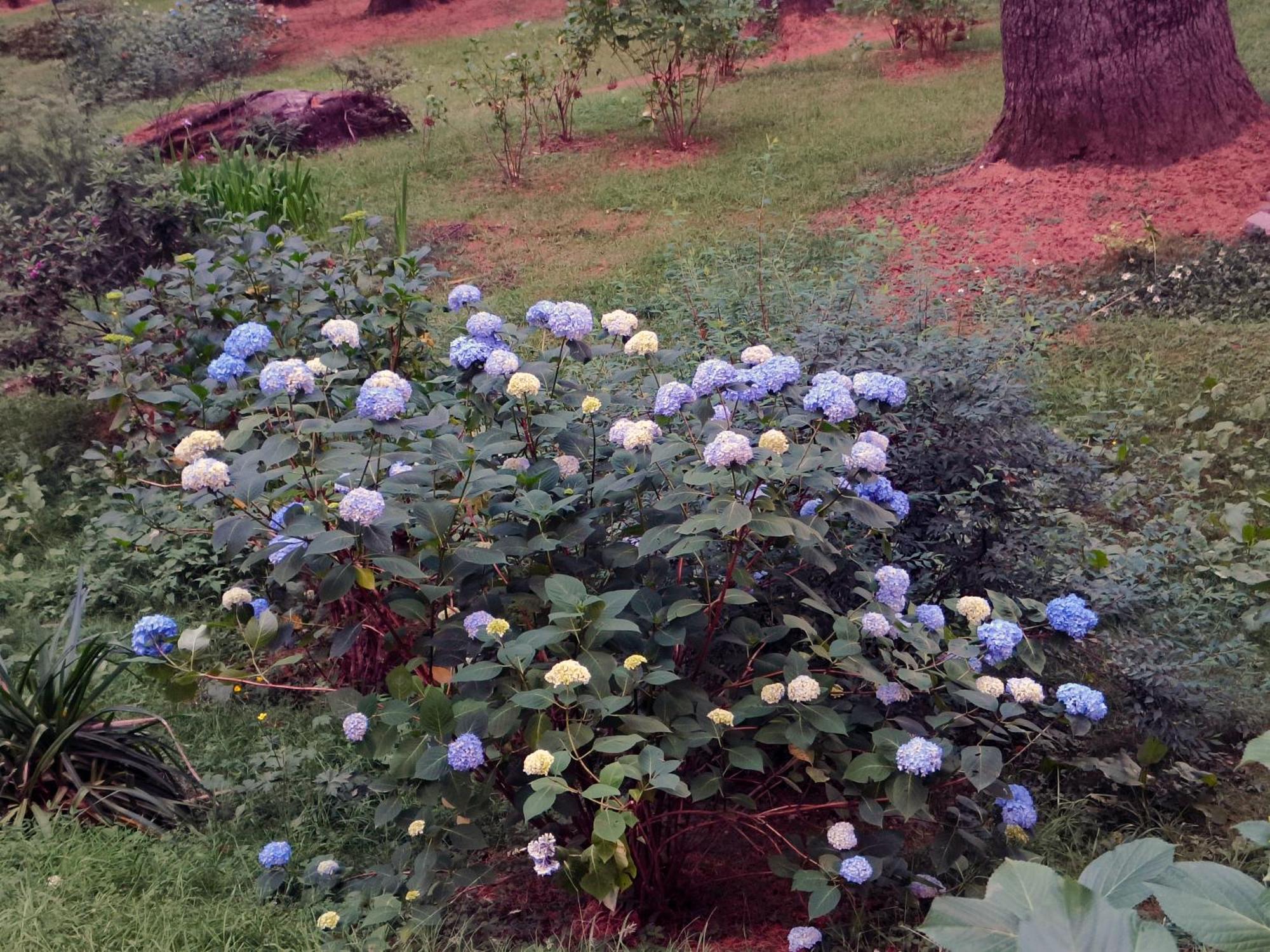 Melody Orchard Cottage Jagatsukh Dış mekan fotoğraf