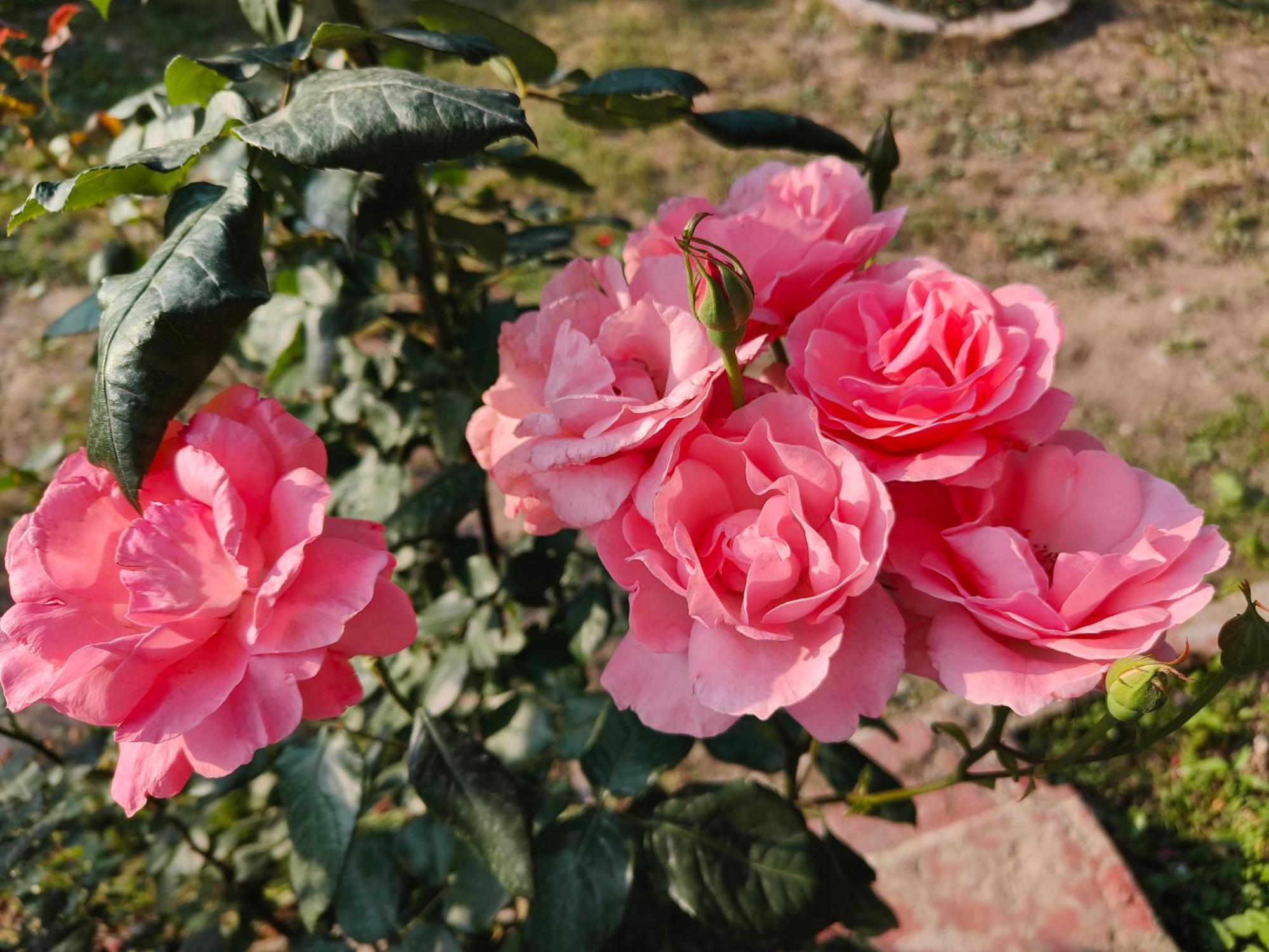 Melody Orchard Cottage Jagatsukh Dış mekan fotoğraf